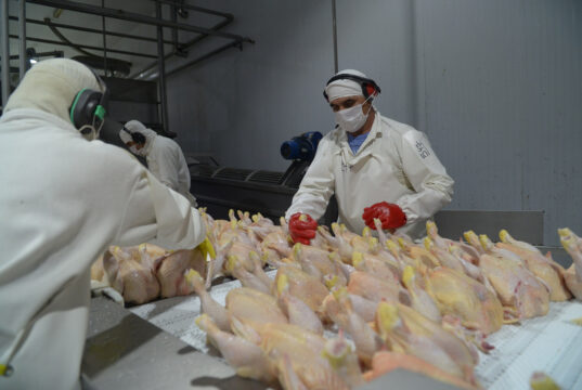 Argentina logró la reapertura del mercado de la Unión Europea para exportar carne fresca aviar