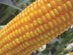 Argentina aprobó un nuevo maíz genéticamente modificado con protección contra insectos y tolerancia a herbicidas