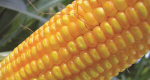 Argentina aprobó un nuevo maíz genéticamente modificado con protección contra insectos y tolerancia a herbicidas
