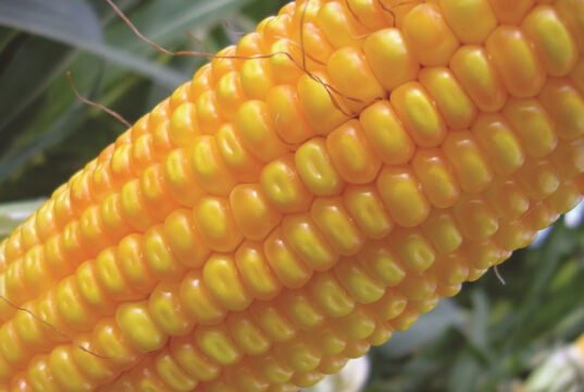 Argentina aprobó un nuevo maíz genéticamente modificado con protección contra insectos y tolerancia a herbicidas