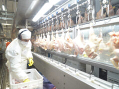 Argentina logró la reapertura del mercado del Reino Unido para la carne aviar