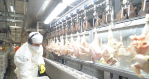 Argentina logró la reapertura del mercado del Reino Unido para la carne aviar