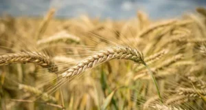 Trigo en San Luis: la incorporación de tecnología marca el camino para mejorar la productividad