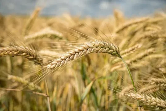 Trigo en San Luis: la incorporación de tecnología marca el camino para mejorar la productividad
