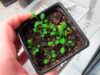 Identifican un “interruptor de saciedad” de nitrógeno en plantas