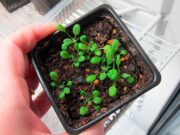 Identifican un “interruptor de saciedad” de nitrógeno en plantas