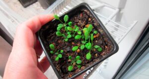 Identifican un “interruptor de saciedad” de nitrógeno en plantas