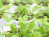 Determinan un nuevo jugador clave para la floración de las plantas