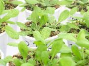 Determinan un nuevo jugador clave para la floración de las plantas