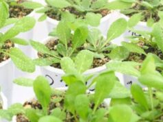 Determinan un nuevo jugador clave para la floración de las plantas