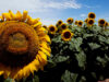 Leve caída en la intención de siembra de girasol en San Luis