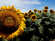 Leve caída en la intención de siembra de girasol en San Luis