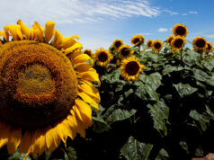 Leve caída en la intención de siembra de girasol en San Luis