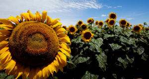 Leve caída en la intención de siembra de girasol en San Luis
