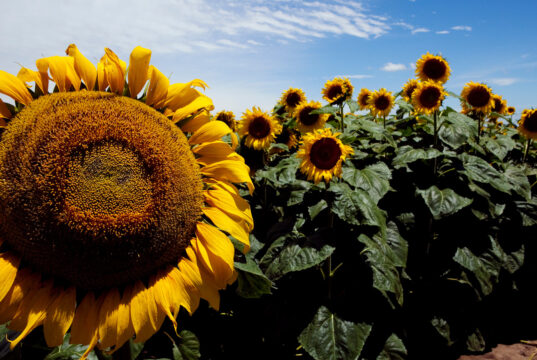 Leve caída en la intención de siembra de girasol en San Luis