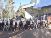 Los terneros livianos marcaron valores récord en el remate de Ganadera del Sur
