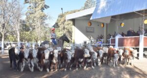 Los terneros livianos marcaron valores récord en el remate de Ganadera del Sur