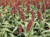 Sorgo, tecnología y ganadería: Villa Mercedes será sede de una jornada para potenciar la producción en San Luis