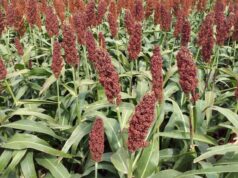 Sorgo, tecnología y ganadería: Villa Mercedes será sede de una jornada para potenciar la producción en San Luis