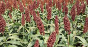 Sorgo, tecnología y ganadería: Villa Mercedes será sede de una jornada para potenciar la producción en San Luis