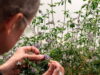 Determinan un nuevo jugador clave para la floración de ciertas plantas: MED3