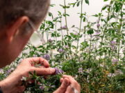 Determinan un nuevo jugador clave para la floración de ciertas plantas: MED3