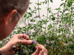 Determinan un nuevo jugador clave para la floración de ciertas plantas: MED3