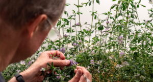 Determinan un nuevo jugador clave para la floración de ciertas plantas: MED3