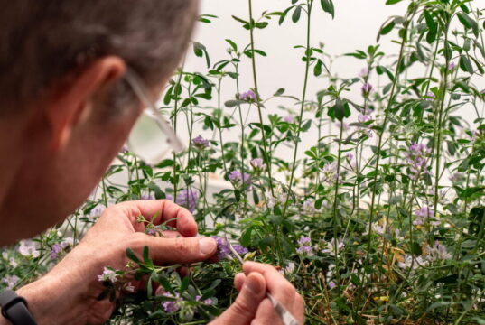 Determinan un nuevo jugador clave para la floración de ciertas plantas: MED3
