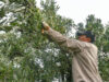 Sol Puntano realizará una capacitación sobre poda intensiva de olivos