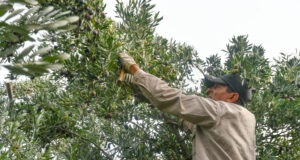 Sol Puntano realizará una capacitación sobre poda intensiva de olivos