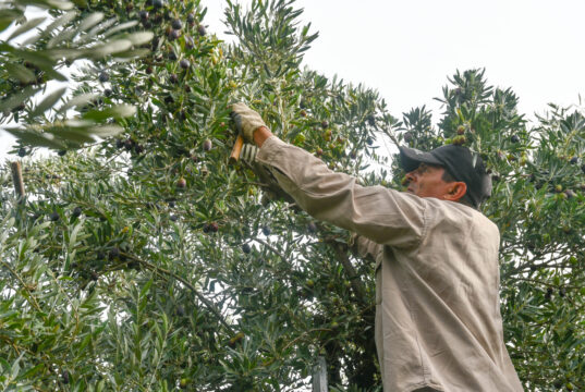 Sol Puntano realizará una capacitación sobre poda intensiva de olivos