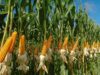 El Crop Tour recorta 17 millones de toneladas al maíz de EEUU y eleva la expectativa sobre los precios