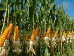 El Crop Tour recorta 17 millones de toneladas al maíz de EEUU y eleva la expectativa sobre los precios