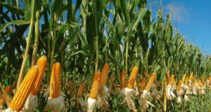 El Crop Tour recorta 17 millones de toneladas al maíz de EEUU y eleva la expectativa sobre los precios