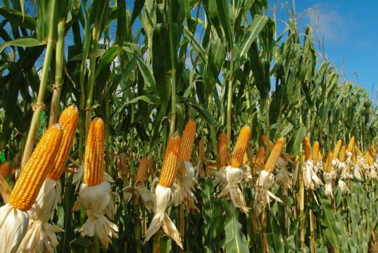 El Crop Tour recorta 17 millones de toneladas al maíz de EEUU y eleva la expectativa sobre los precios