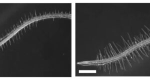 Descubren cómo una bacteria que vive en las raíces permite que las plantas toleren condiciones de sequía