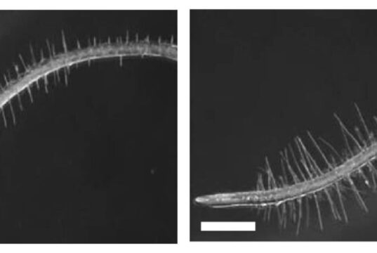Descubren cómo una bacteria que vive en las raíces permite que las plantas toleren condiciones de sequía