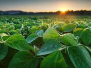Agua disponible, pero con riesgos: el desafío de la campaña agrícola 2026/27