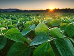 Agua disponible, pero con riesgos: el desafío de la campaña agrícola 2026/27