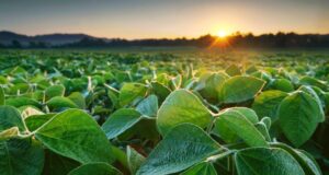 Agua disponible, pero con riesgos: el desafío de la campaña agrícola 2026/27