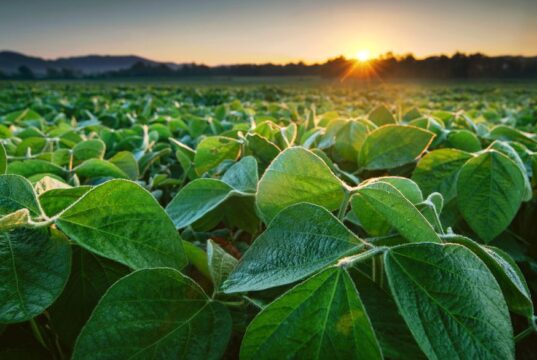 Agua disponible, pero con riesgos: el desafío de la campaña agrícola 2026/27