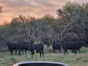 Promueven sistemas que integren ganadería con el bosque nativo