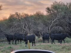 Promueven sistemas que integren ganadería con el bosque nativo