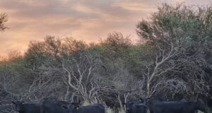 Promueven sistemas que integren ganadería con el bosque nativo