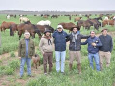 Una apuesta millonaria transforma el sur de San Luis con uno de los mayores centros de genética equina del país