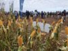 Los márgenes agrícolas repuntaron en julio, pero los impuestos todavía se llevan al menos el 55% de las ganancias