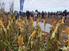 Los márgenes agrícolas repuntaron en julio, pero los impuestos todavía se llevan al menos el 55% de las ganancias