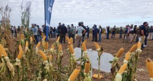 Los márgenes agrícolas repuntaron en julio, pero los impuestos todavía se llevan al menos el 55% de las ganancias