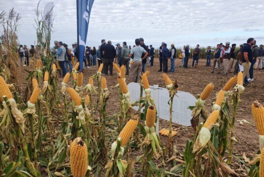 Los márgenes agrícolas repuntaron en julio, pero los impuestos todavía se llevan al menos el 55% de las ganancias